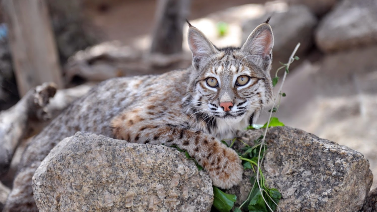 Wildcat at Southwest Wildlife Conservation Center